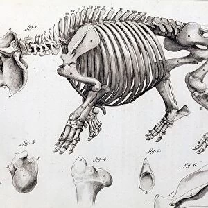 1812 Hippopotamus skeleton by Cuvier