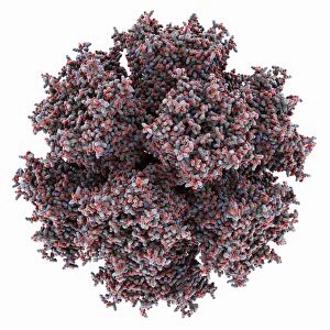 Adenovirus penton base protein