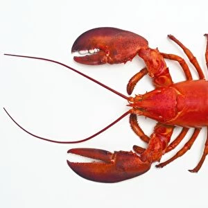 Atlantic lobster