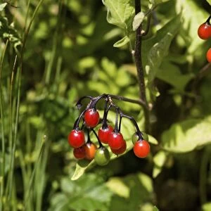 Bittersweet berries (Solanum dulcamara)