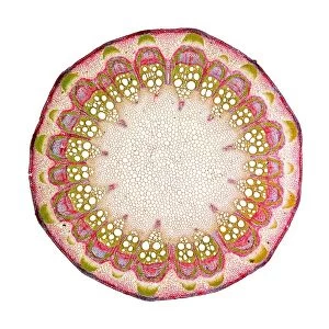 Clematis stem, light micrograph