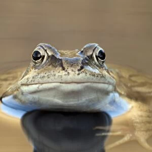 Common frog in a pond