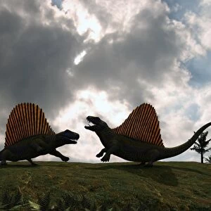 Dimetrodon fighting, artwork