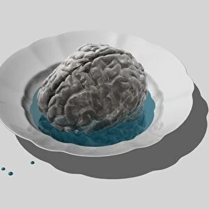 Donor brain, conceptual artwork