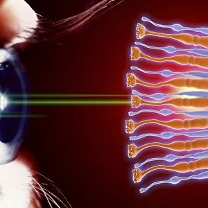 Eye, rods and cones of retina, artwork C017 / 7791