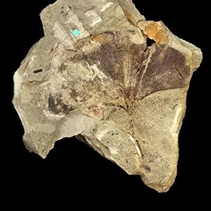 Fossil maidenhair tree leaf C016 / 5957