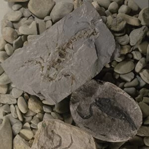 Fossil scorpions C013 / 6663