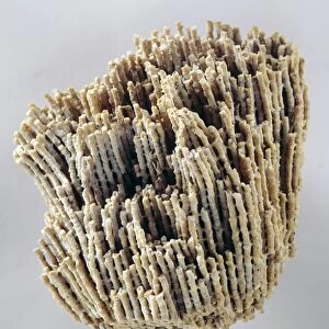 Goldfuss coral fossil C016 / 5616