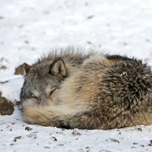 Gray wolf sleeping