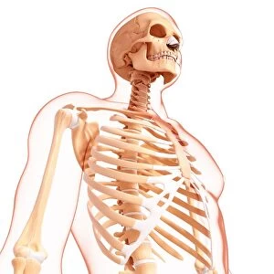 Human skeleton, artwork F007 / 4513