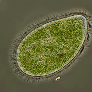 Paramecium bursaria protozoan C016 / 8579