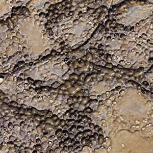 Patterns in dolostone coastal rocks C017 / 8489
