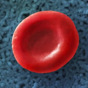 Red blood cell, SEM