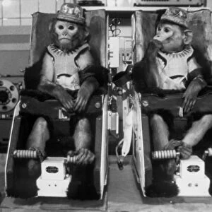 Rhesus monkeys used in Soviet space research