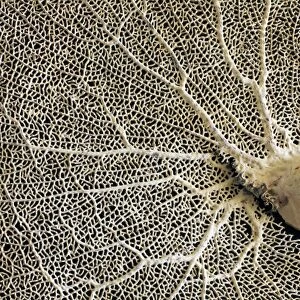 Sea fan coral C013 / 9774