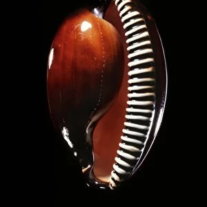 Sea snail shell C019 / 1305