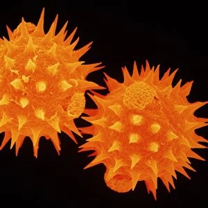 Sem of pollen from daisy