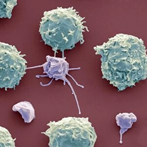 White blood cells and platelets, SEM C016 / 3098