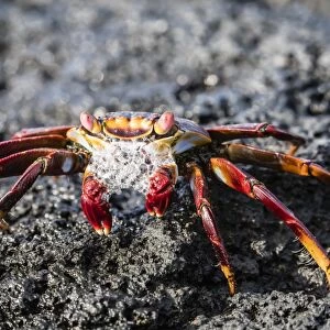 Adult Sally lightfoot crab (Grapsus grapsus), preparing to molt on Fernandina Island