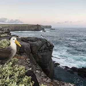 Adult waved albatross (Phoebastria irrorata), on Punta Suarez, Isla Espanola, Galapagos