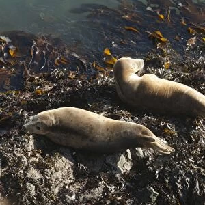 Atlantic grey seals (Halichoerus grypus) hauled out on rock, Skomer Island, Pembrokeshire, Wales, United Kingdom, Europe