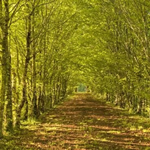 An avenue of trees in the Dordogne area of France, Europe