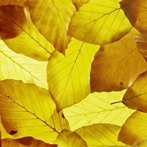 Back-lit autumnal beech leaves on lightbox