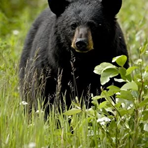 Black bear (Ursus americanus), Alaska Highway, British Columbia, Canada, North America