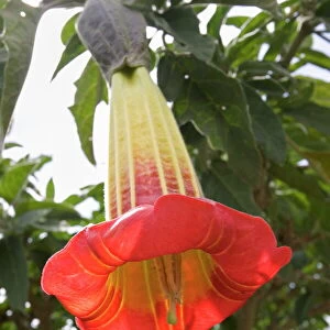 Brugmansia (Saguinea) shrub, also known as datura, a common sight in South America