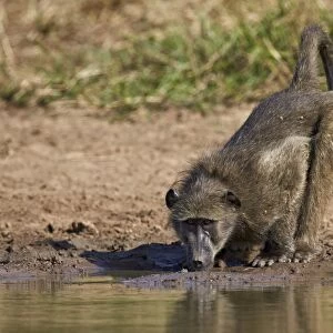 Chacma baboon (Papio ursinus) drinking, Kruger National Park, South Africa, Africa