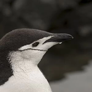 Chinstrap penguin, Aitcho Island, South Shetland Islands, Antarctica, Polar Regions