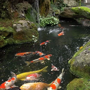 Colourful carp in typical Japanese garden pond