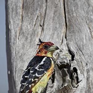 Crested barbet (Trachyphonus vaillantii), Selous Game Reserve, Tanzania, East Africa