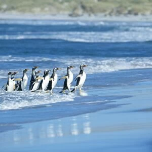 Gentoo penguins (Pygocelis papua papua) coming out of the sea, Sea Lion Island