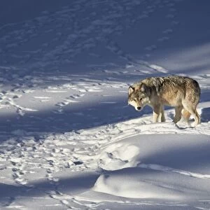 Gray wolf (Canis lupus) 870F of the Junction Butte Pack in the winter, Yellowstone National Park