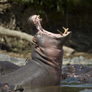 Hippopotamus (Hippopotamus amphibius) yawning, Serengeti National Park, Tanzania, East Africa, Africa