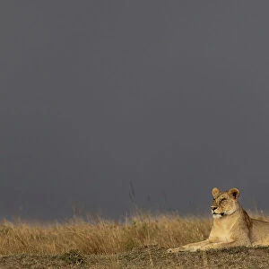 Lioness (Panthera leo), Masai Mara, Kenya, East Africa, Africa
