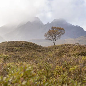 A lone tree and the Cuillins mountains on The Isle of Skye in the Inner Hebrides