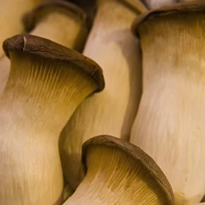 Mushrooms for sale