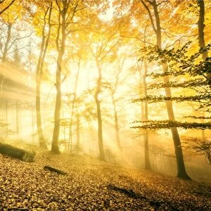 Otherworldly golden light rays permeating dense mist in a forest, Heidelberg area