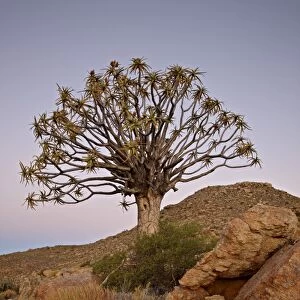 Quiver tree (Kokerboom) (Aloe dichotoma) at dusk, Namakwa, Namaqualand