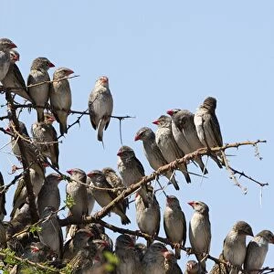 A red-billed quelea flock (Quelea quelea) perched on a tree, Botswana, Africa