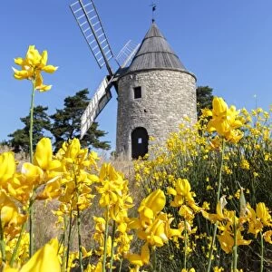 Saint-Elzear windmill with yellow flowers in the foreground, Montfuron, Alpes-de-Haute-Provence