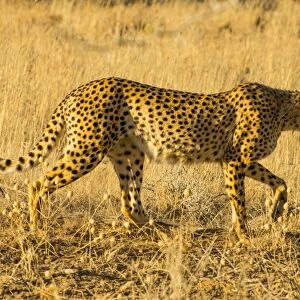 South African cheetah (Acinonyx jubatus jubatus), Kalahari Transfrontier Park, South Africa