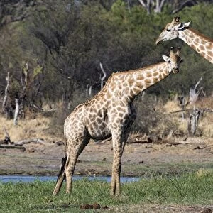 Two southern giraffes (Giraffa camelopardalis) on the Khwai River bank, Botswana, Africa