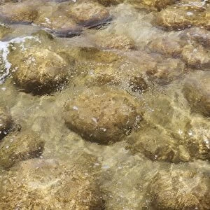 Thrombolites, living stones, in Lake Clifton, Yalgorup National Park, Western Australia, Australia, Pacific