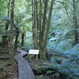 Wielangta Forest Walk, Tasmania, Australia, Pacific