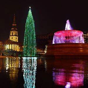 Trafalgar Square Christmas Tree and reflection, Trafalgar Square, London