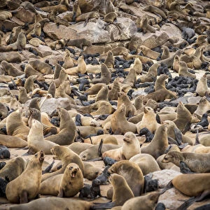 Africa, Namibia, Cape Cross. The seal colony