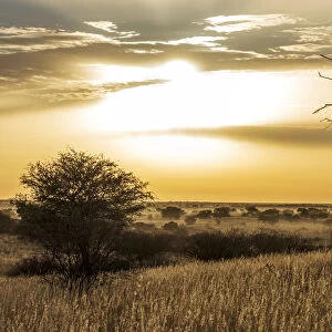 Africa, Namibia, Kalkrand. Sunrise over the Kalahari